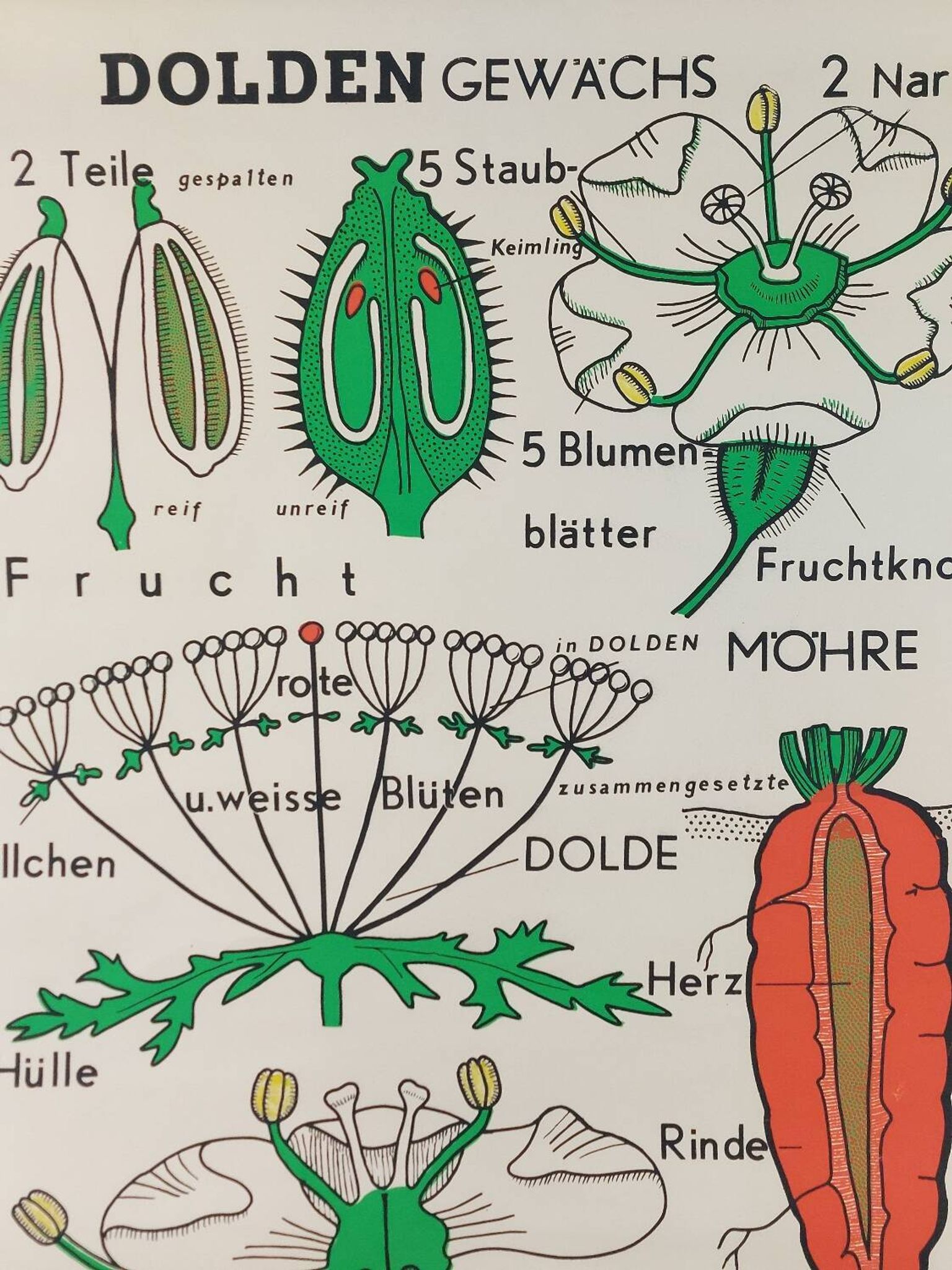 Affiche murale éducative vintage sur la biologie des plantes