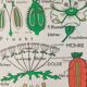 Vintage educational wall hanging roll chart biology plants