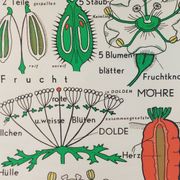 Affiche murale éducative vintage sur la biologie des plantes
