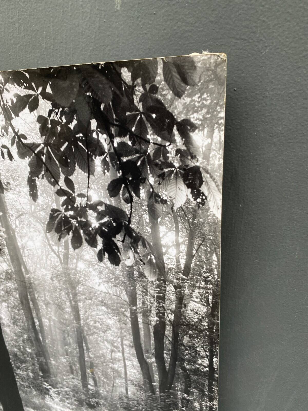 Silver gelatin photograph by Bernard Darot, backlit in the Bois de Boulogne, SNMF