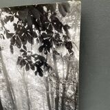 Silver gelatin photograph by Bernard Darot, backlit in the Bois de Boulogne, SNMF