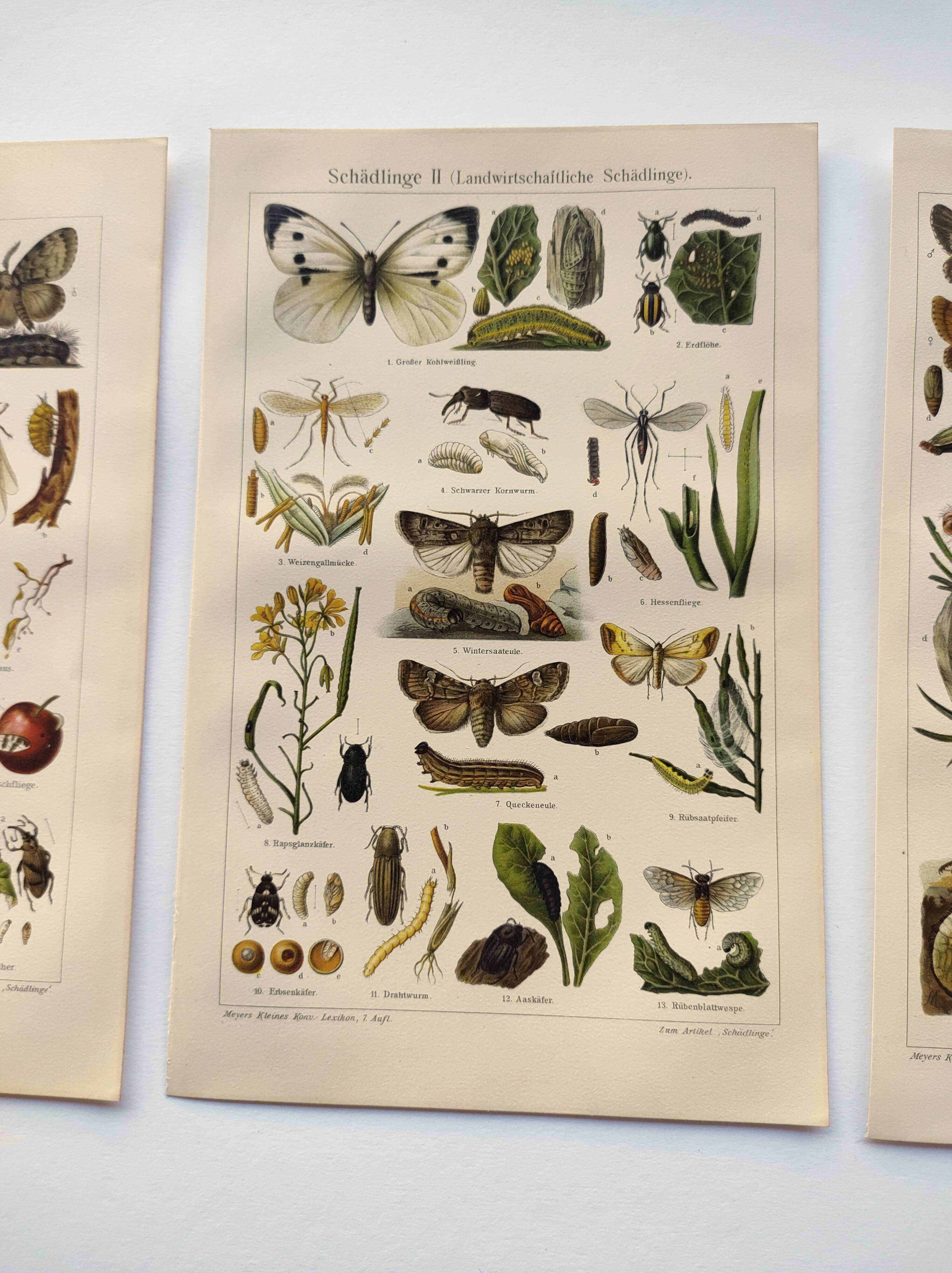 3 Engravings from 1909 - So-called "harmful" insects - Old entomological plates