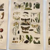 3 Engravings from 1909 - So-called "harmful" insects - Old entomological plates