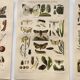 3 Engravings from 1909 - So-called "harmful" insects - Old entomological plates