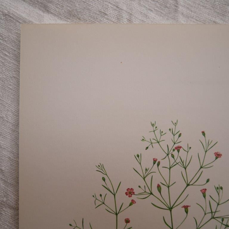 Botanical plate Gypsophila of the walls