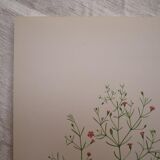 Botanical plate Gypsophila of the walls