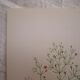 Planche botanique Gypsophile  des murailles