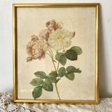 Framed pink botanical board