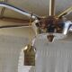 Chandelier with 6 lights in gold-plated metal and glass tulip - mid 20th century.
