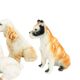 Vintage Set of 5 Dog Porcelain Figurines Figures 9cm