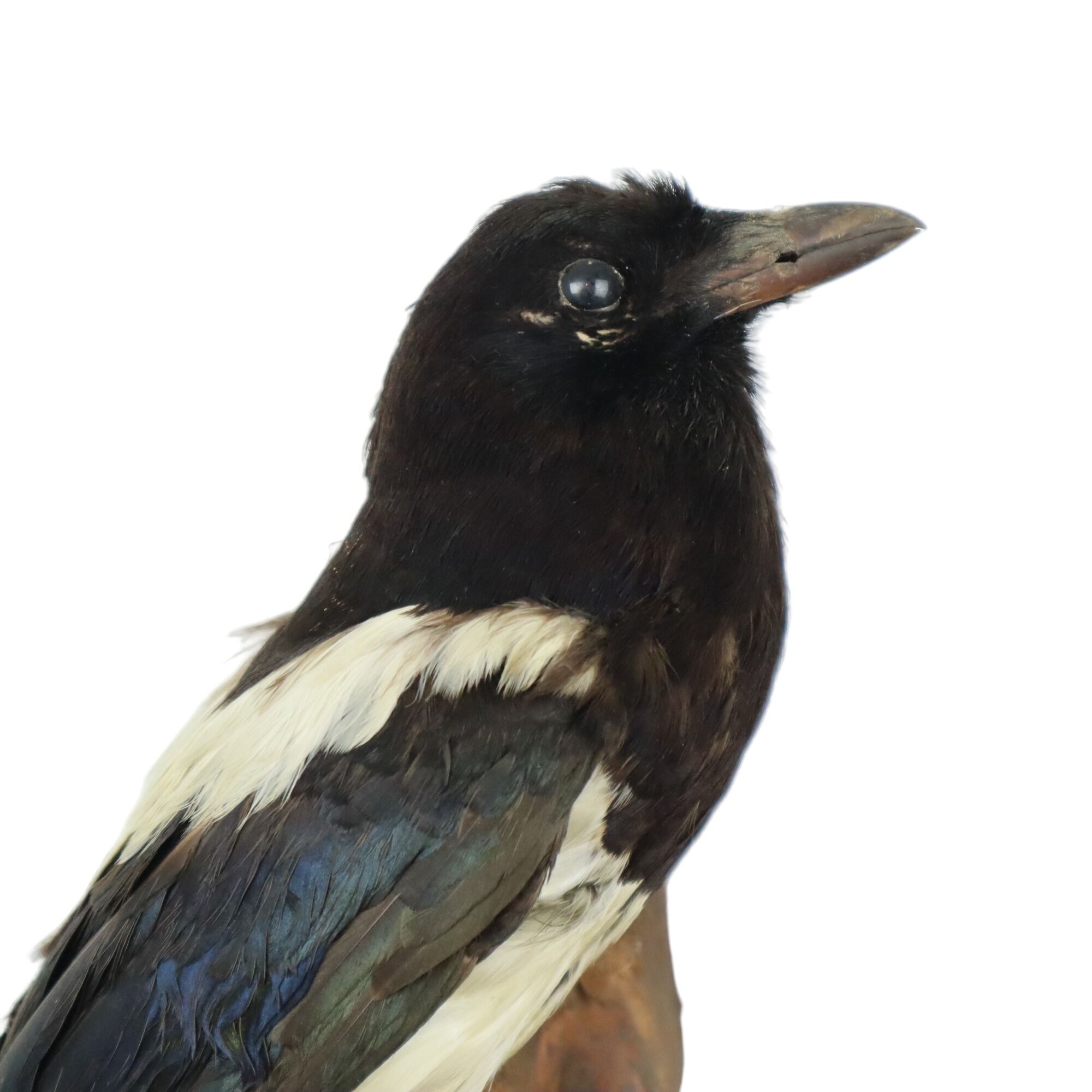 Taxidermy old stuffed bird magpie on branch wall decoration 40cm