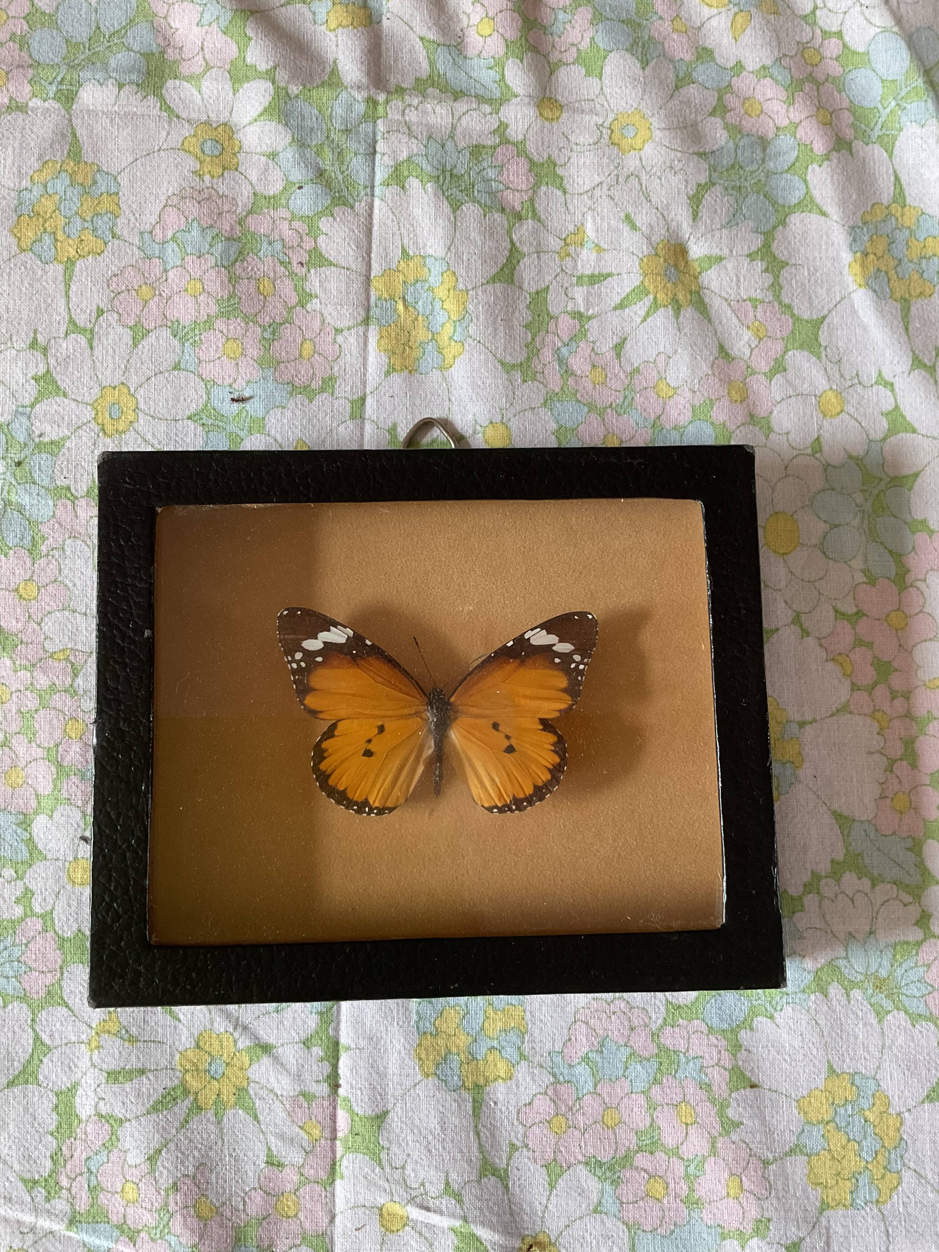 Naturalized butterfly frame taxidermies
