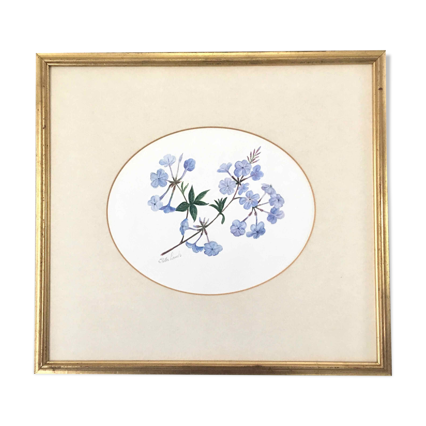 Tableau aquarelle fleurs de plumbago