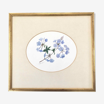 Tableau aquarelle fleurs de plumbago