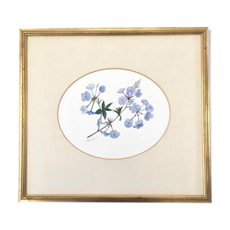 Watercolor painting plumbago flowers