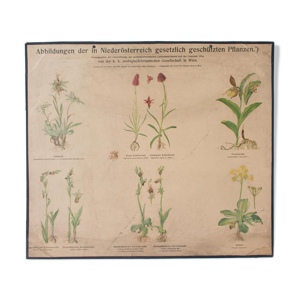 Affiche Plantes abattus - vienne