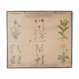 Poster "Plants slaughtered" published by K. K. zoologisch-alternative Gesellschaft Vienna 1923