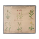Poster "Plants slaughtered" published by K. K. zoologisch-alternative Gesellschaft Vienna 1923