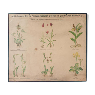 Affiche "Plantes abattus" publié par K. K. zoologisch-botanische Gesellschaft Vienne 1923