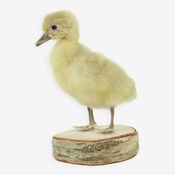 Beautifully Stuffed Small Goose Chick on Birch Full Body Taxidermy Bird 16cm