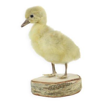 Beautifully Stuffed Small Goose Chick on Birch Full Body Taxidermy Bird 16cm