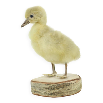 Petit poussin d'oie magnifiquement farci sur bouleau, oiseau de taxidermie complet du corps 16 cm