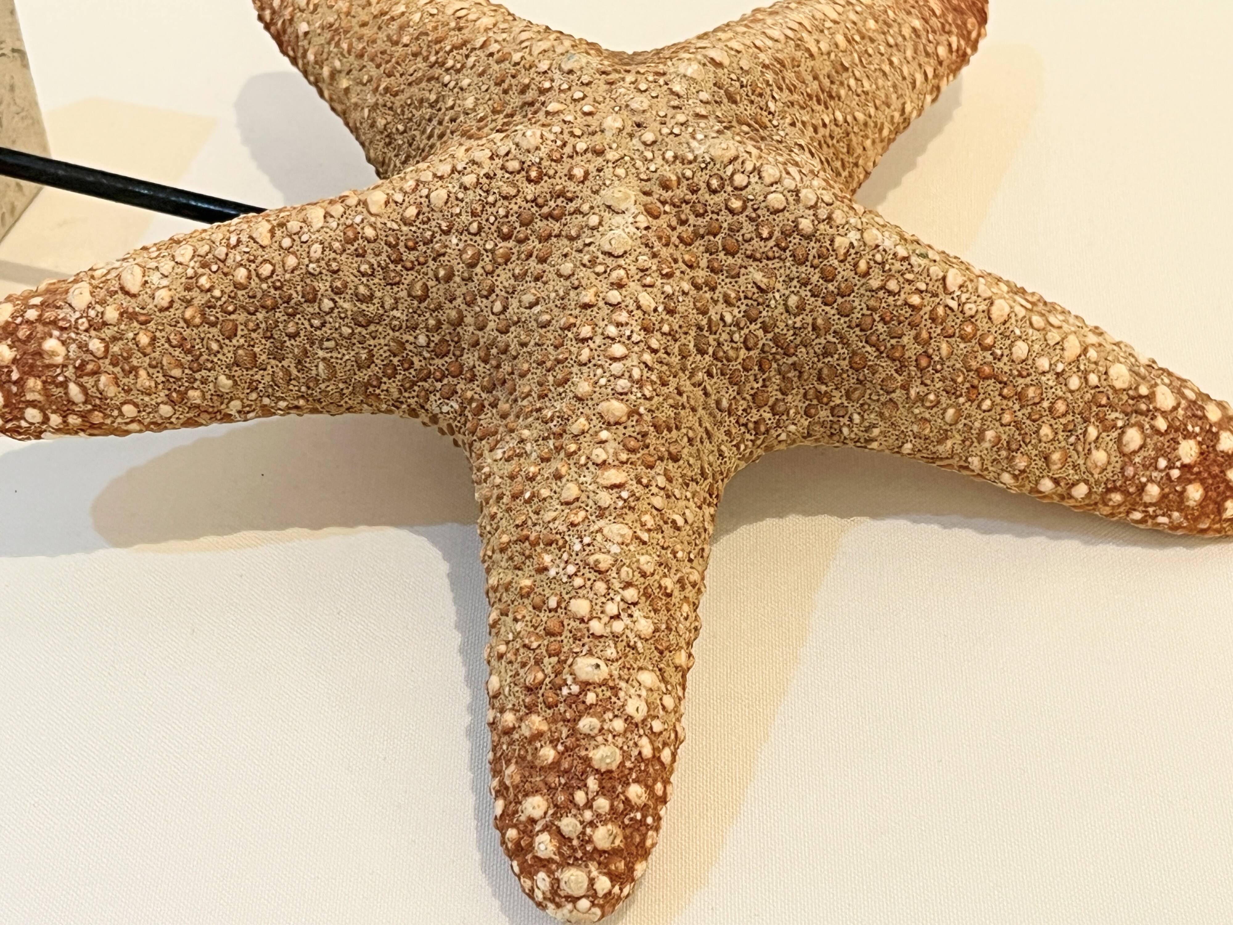 XXL Vintage Natural Starfish on Marble Base Cabinet of Curiosities