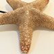 XXL Vintage Natural Starfish on Marble Base Cabinet of Curiosities