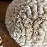 Maze coral or brain coral