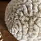 Maze coral or brain coral