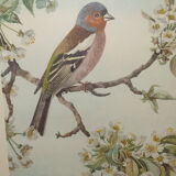 Ornithological engraving