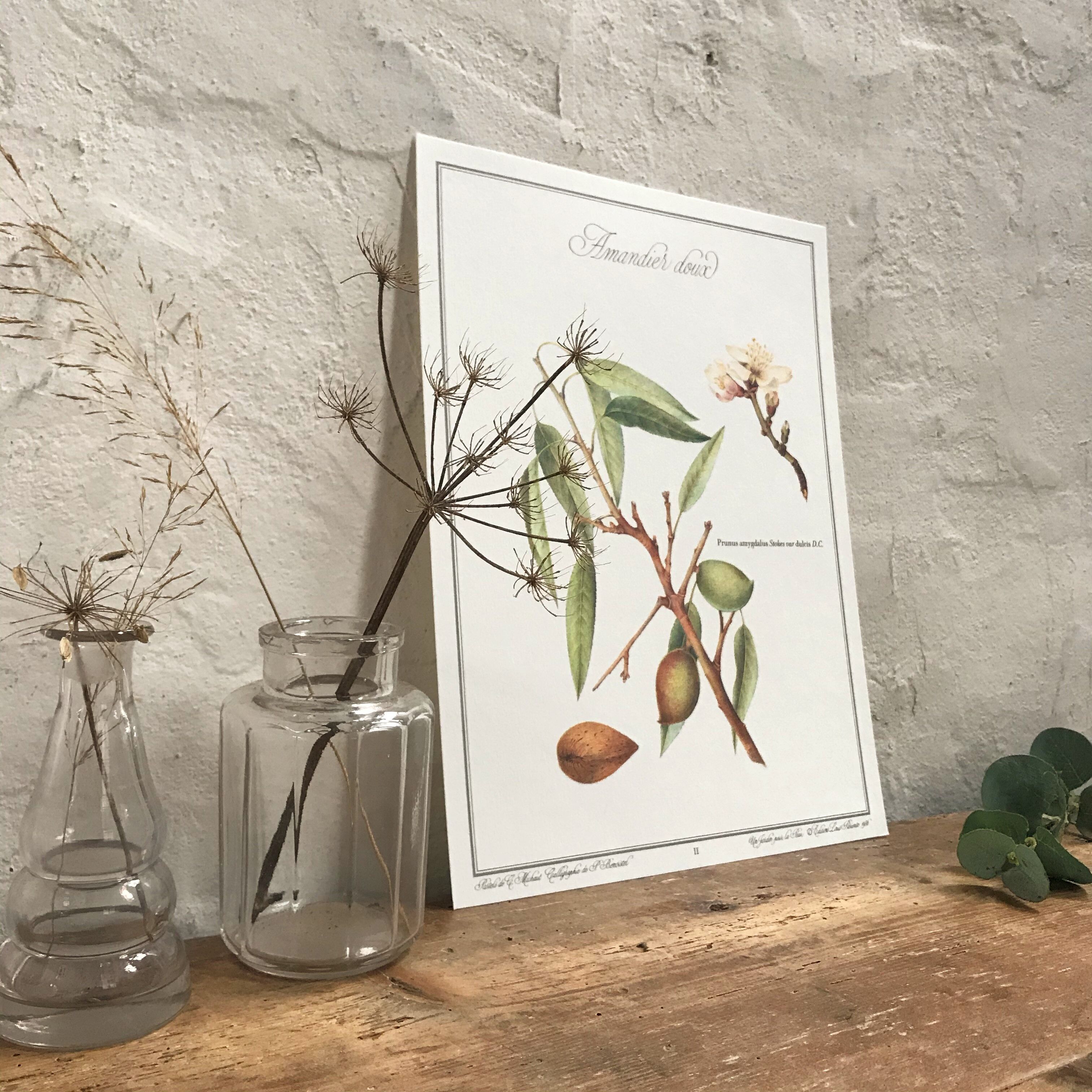 Botanical board the sweet almond tree