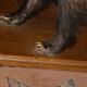 Naturalized badger on pedestal