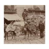 Print Alinari albumen Naples Italy Italy Italy circa 1880