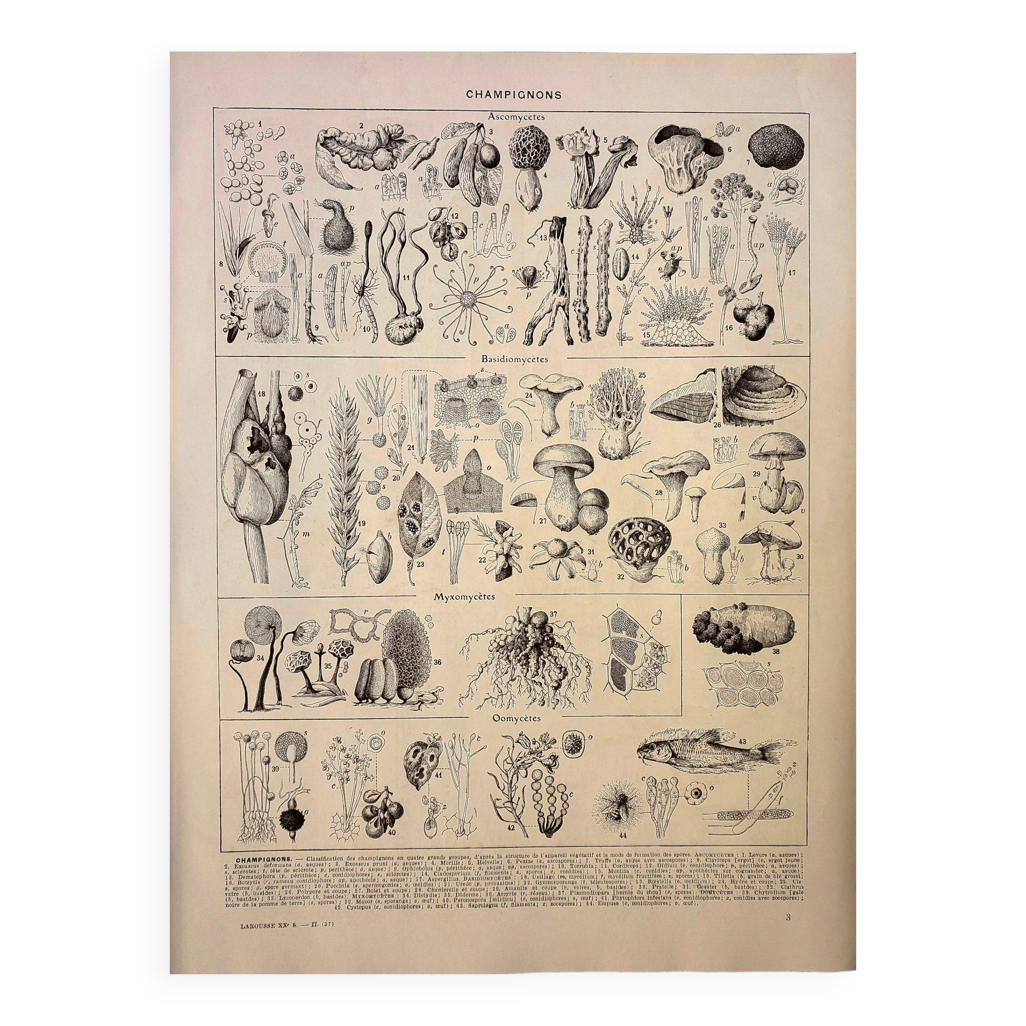 Botanical engraving 1928 - Fungi 3, Oomycetes