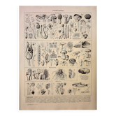 Botanical engraving 1928 - Fungi 3, Oomycetes