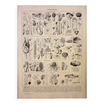 Botanical engraving 1928 - Fungi 3, Oomycetes