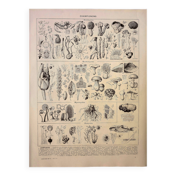 Gravure botanique 1928 - Champignons 3, oomycètes