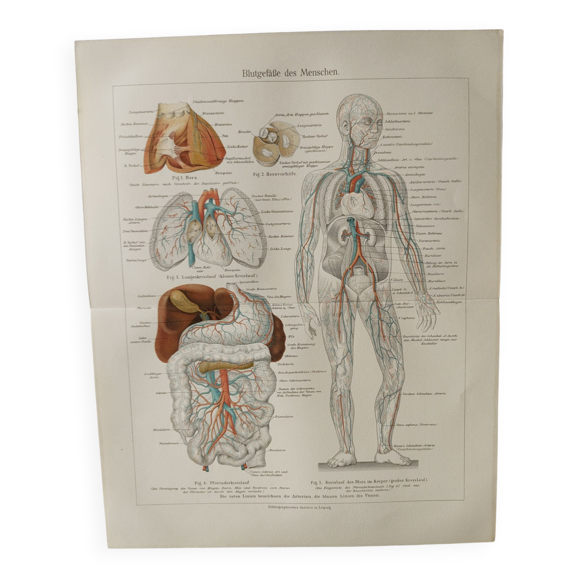 Anatomical Engraving - Human Blood Vessels - Original 1909 Poster