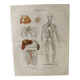 Anatomical Engraving - Human Blood Vessels - Original 1909 Poster