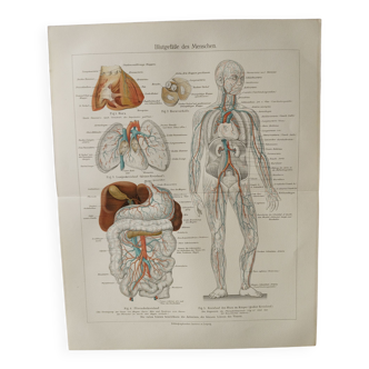 Gravure anatomique - vaisseaux sanguins humains - Affiche originale de 1909
