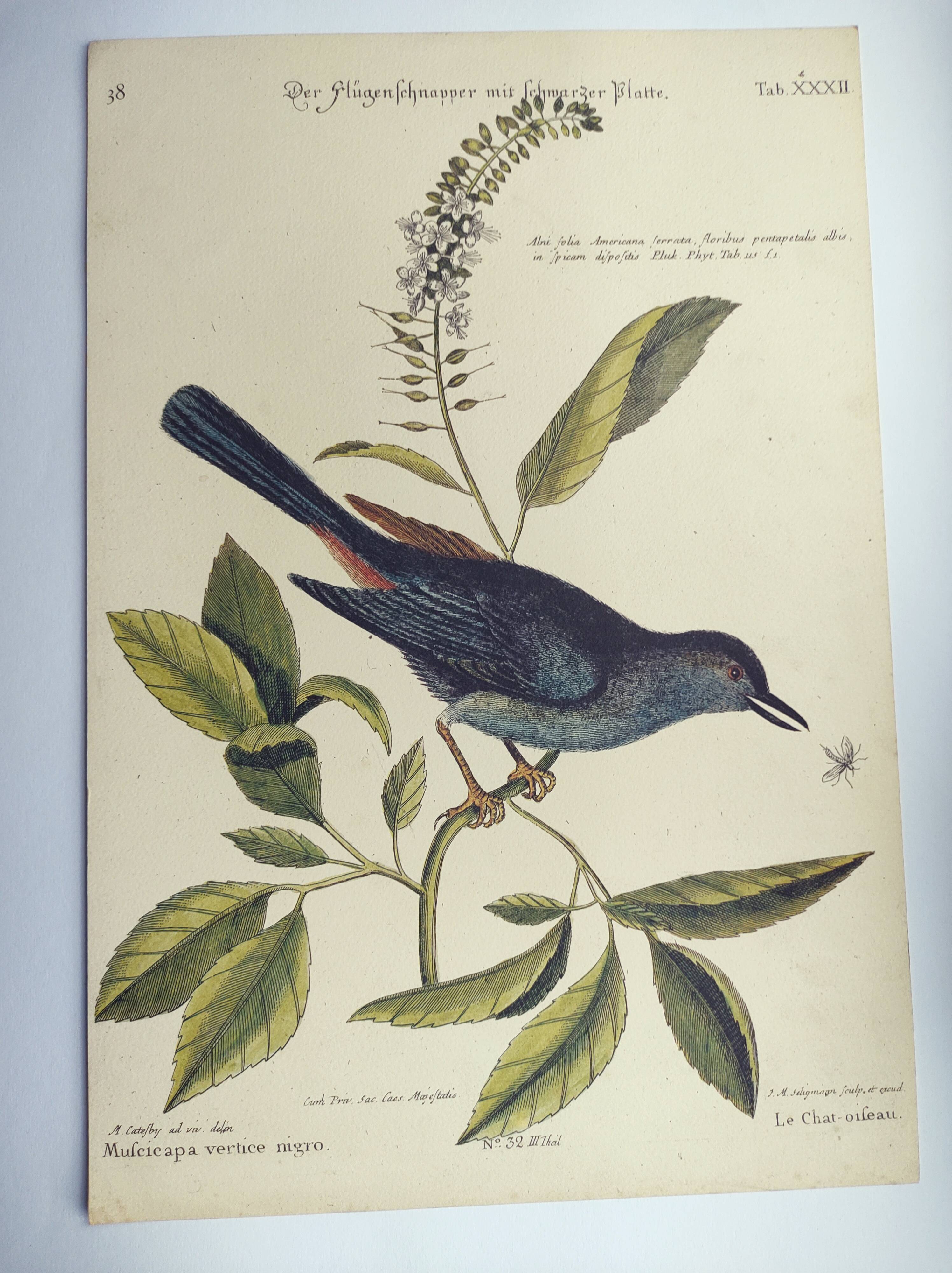 Old bird engraving -The Cat-Bird- Zoological plate by Seligmann & Catesby