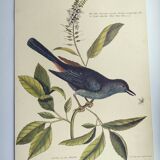Old bird engraving -The Cat-Bird- Zoological plate by Seligmann & Catesby