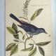 Old bird engraving -The Cat-Bird- Zoological plate by Seligmann & Catesby