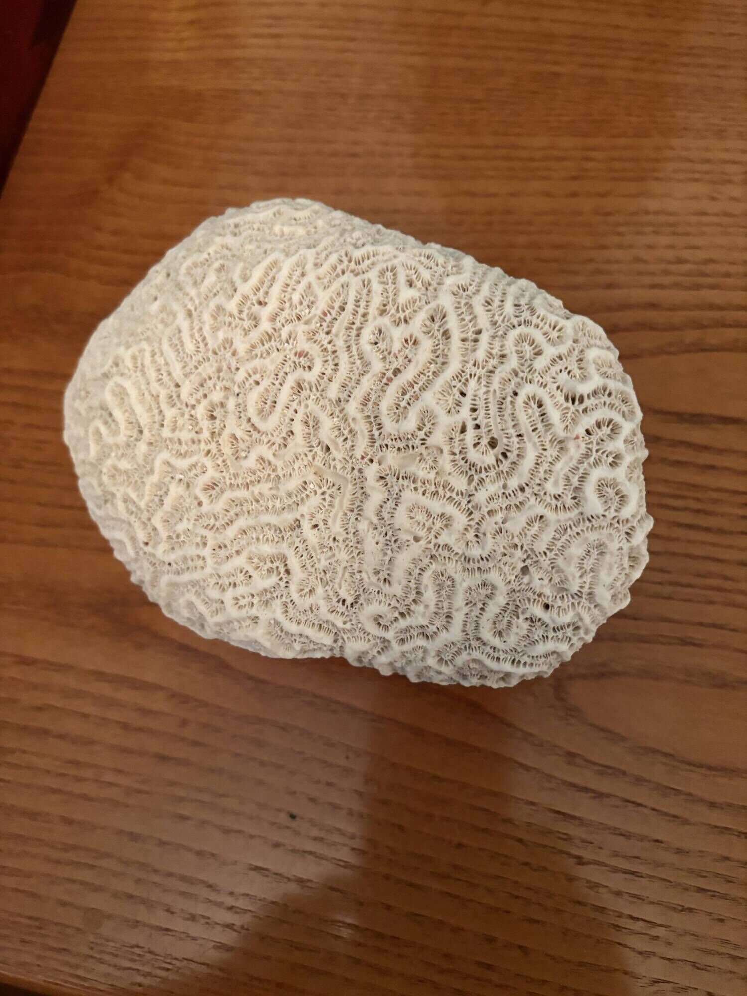 Corail cerveau