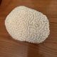 Corail cerveau