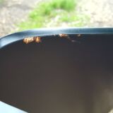 Jacobsen chair series 7 old edition