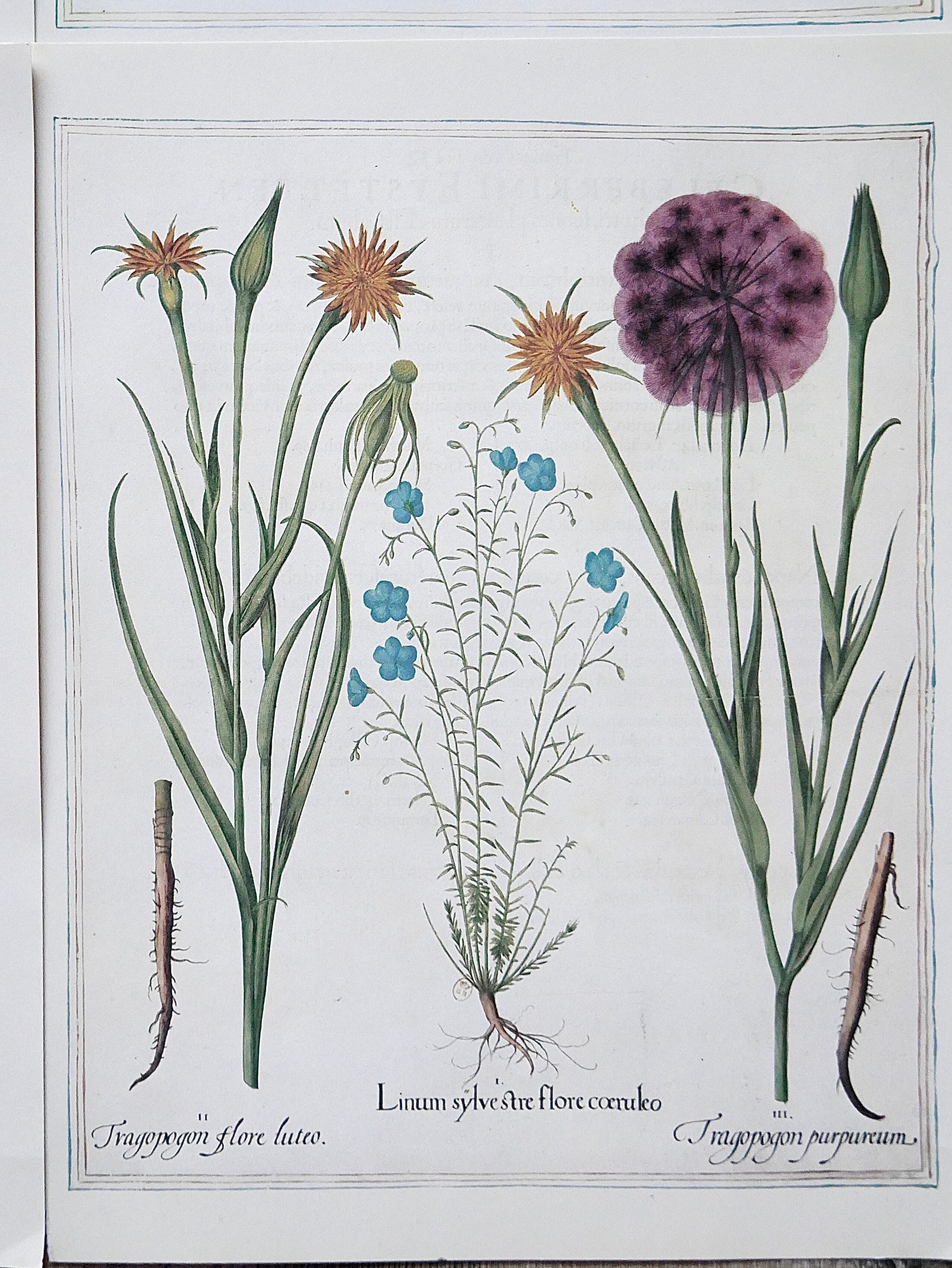 Lot 4 old herbarium boards