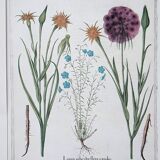 Lot 4 old herbarium boards