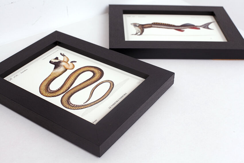 Set of 2 framed chimera lithograph animal engraving